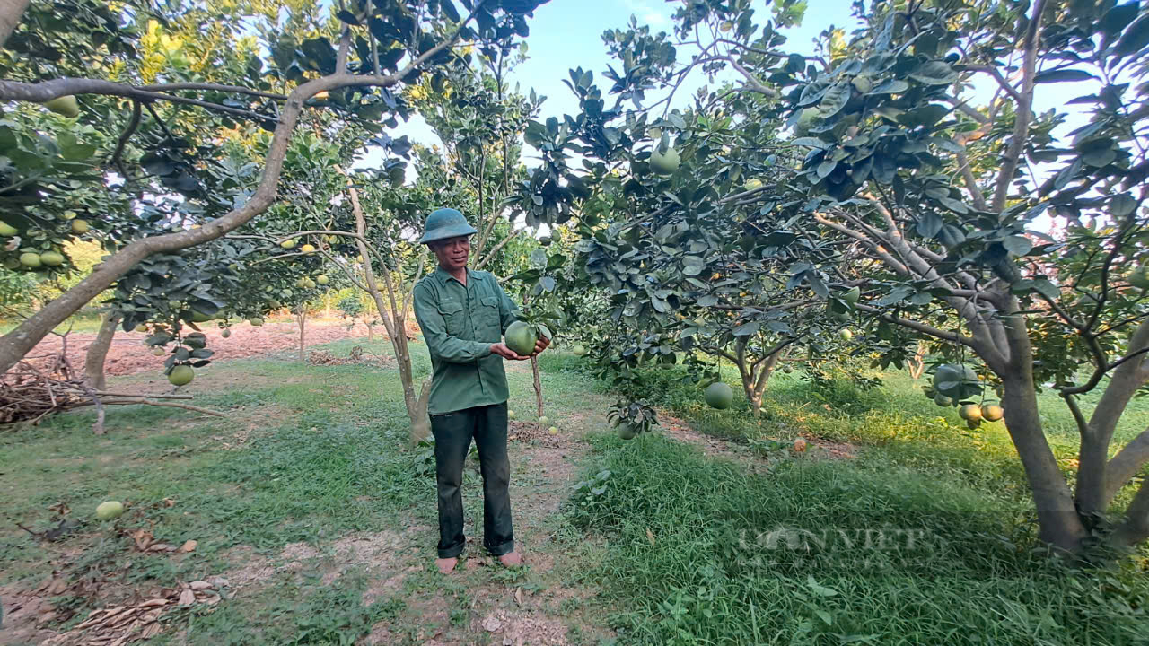 Trồng giống bưởi xanh vỏ đỏ lòng, lão nông Thái Nguyên thu nhẹ nhàng hơn trăm triệu đồng mỗi năm - Ảnh 7.