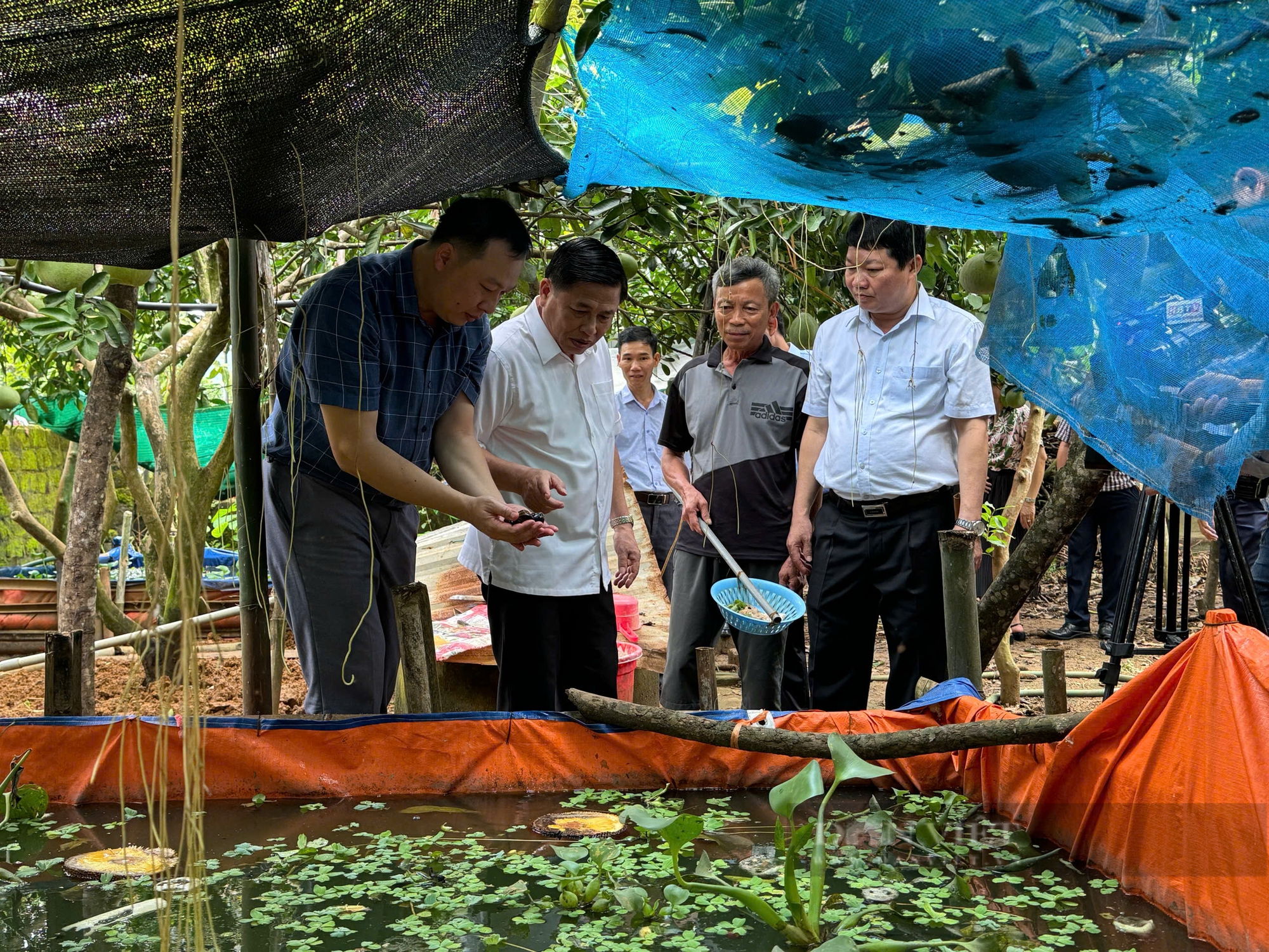 Hòa Bình: Rủ nhau nuôi ốc nhồi, nhiều hội viên, nông dân ở Tân Lạc khấm khá - Ảnh 2.