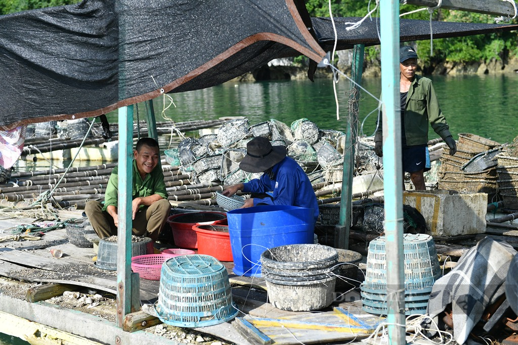 Quảng Ninh: Dân nuôi ngao, thưng, sần, ốc hương Vân Đồn đã mua được giải cơn khát cát xốp  - Ảnh 3.