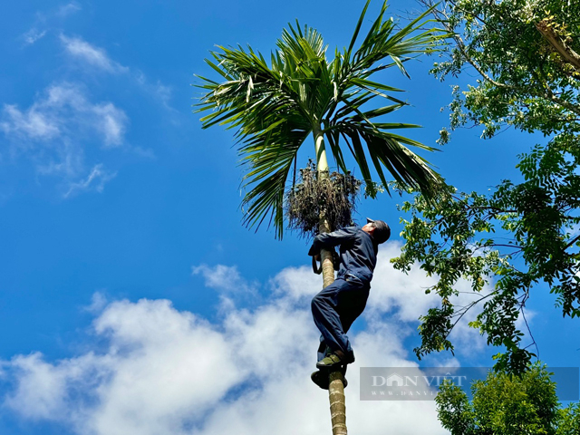 Người dân “xứ ngàn cau” Quảng Ngãi đổ trụ bê tông dựng nhà, chòi để chống “cau tặc”- Ảnh 6.