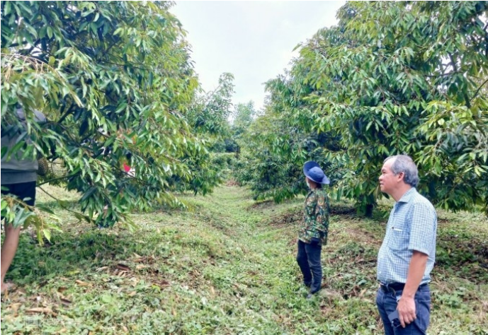 Doanh thu sụt giảm, lợi nhuận sau thuế của Hoàng Anh Gia Lai vẫn tăng nhờ mảng lợn, trái cây - Ảnh 2.