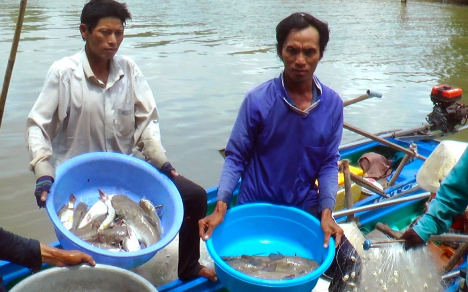 Một ông nông dân Phú Yên trồng thành công nấm mối đen ăn như nhân sâm, bán 250.000 đồng/kg - Ảnh 3.