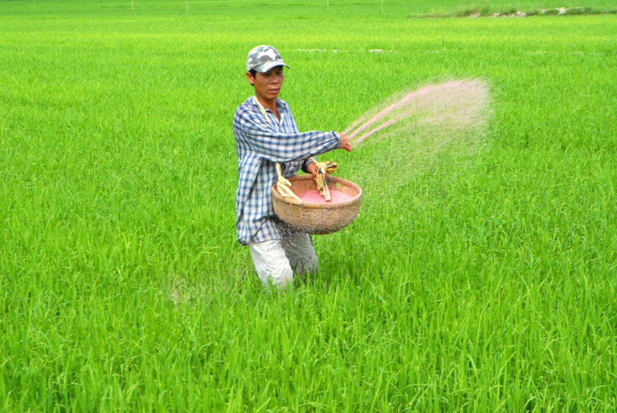 Sử dụng phân bón cho lúa gấp đôi ở Trung Quốc, chuyên gia 