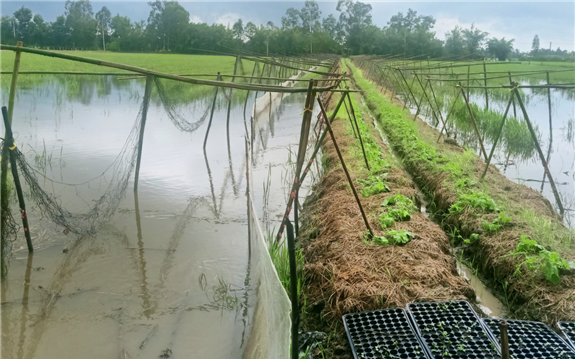 Nước son ở miền Tây là nước gì, sao hễ có nước son là cá bống trứng, loại cá đặc sản bơi đi đẻ? - Ảnh 3.