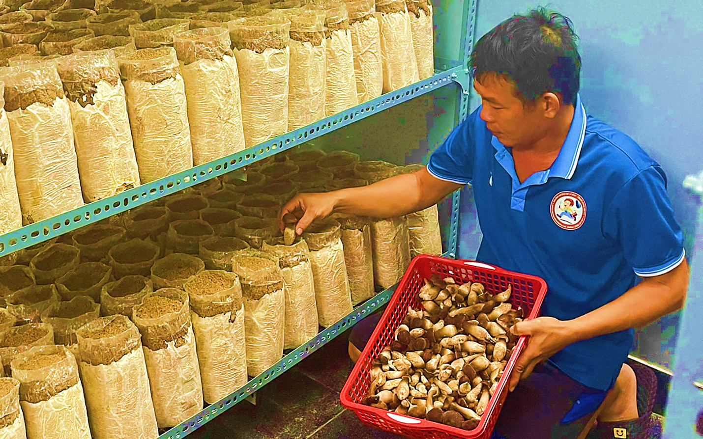 Nuôi chồn hương, con động vật hoang dã đẻ sòn sòn, ông nông dân Vĩnh Long cứ bán 1 con lãi 6 triệu - Ảnh 3.