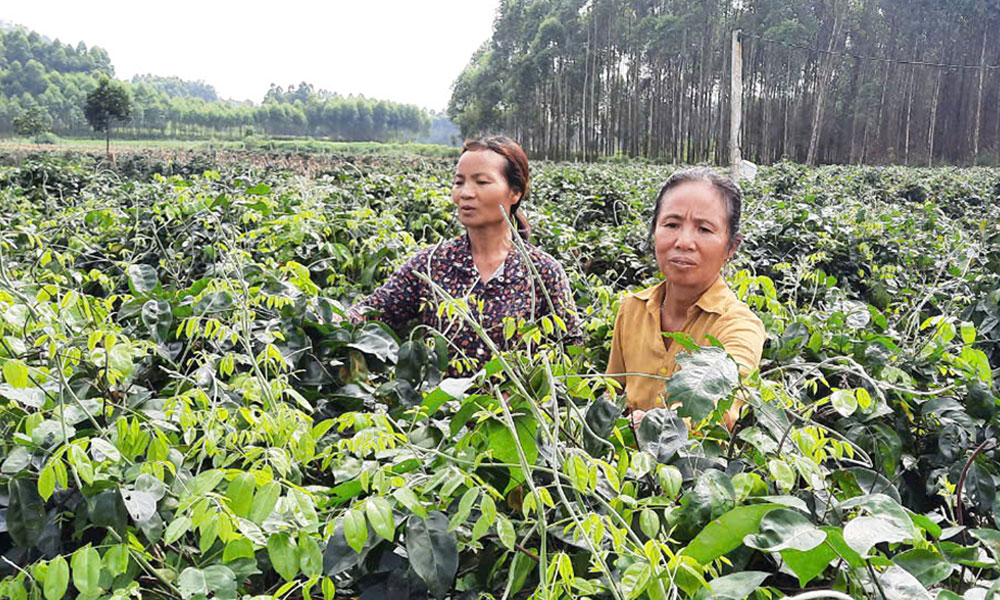 Lực đẩy mạnh mẽ trong xây dựng nông thôn mới bền vững ở Bắc Giang - Ảnh 3.