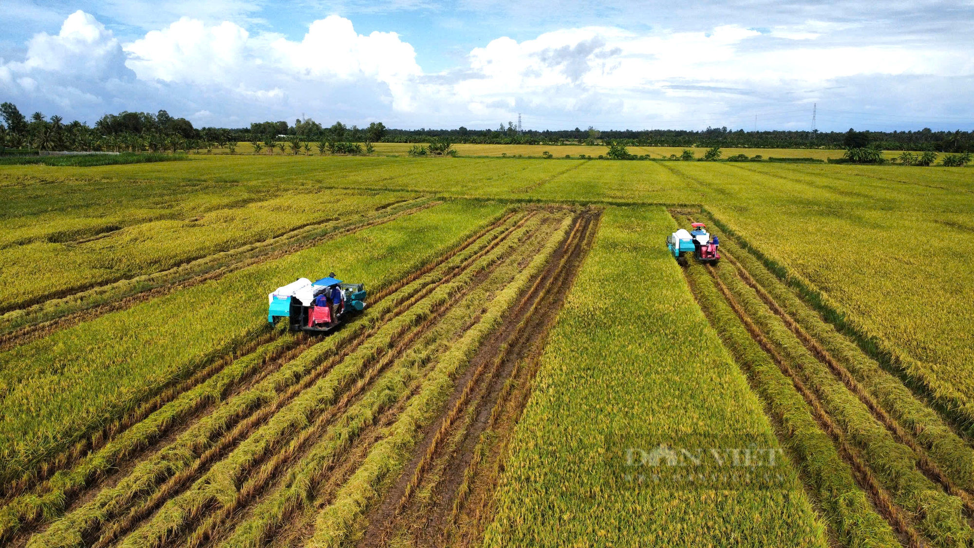 Đất lúa ở ĐBSCL đang dần "đói" dinh dưỡng   - Ảnh 5.