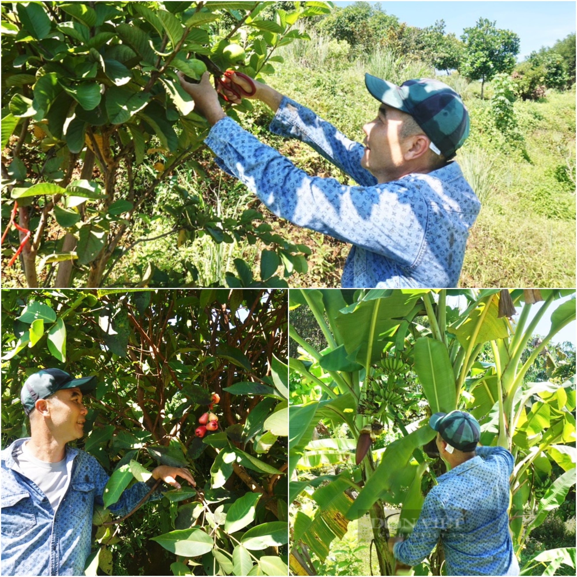 Trồng xen canh đủ thứ cây trên đất vườn đồi, một nông dân Đà Nẵng thu tiền rủng rỉnh - Ảnh 2.