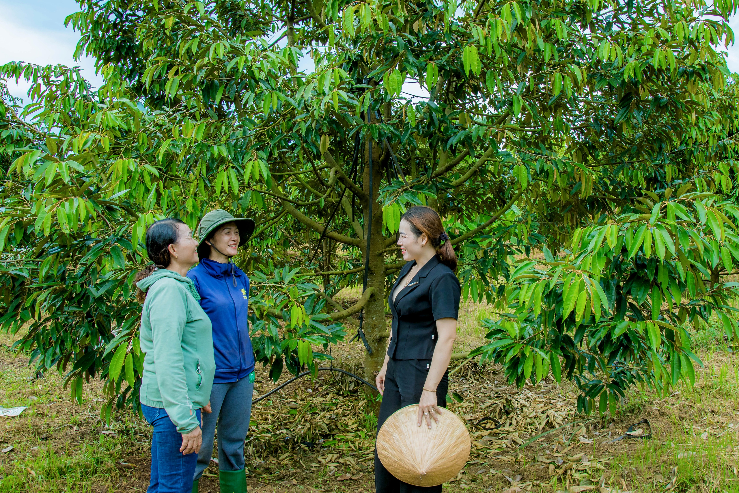 Hợp tác xã này của Đắk Lắk trồng sầu riêng, trồng cà phê, gặp thời giá tốt, bán được nhiều tiền- Ảnh 1.