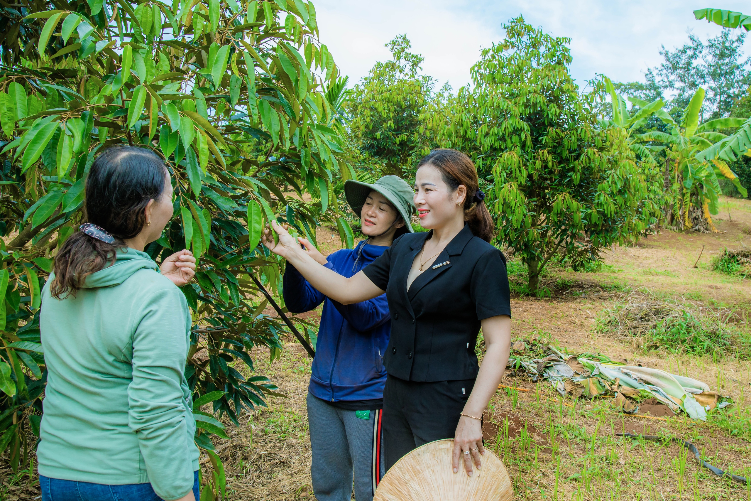 Hợp tác xã này của Đắk Lắk trồng sầu riêng, trồng cà phê, gặp thời giá tốt, bán được nhiều tiền- Ảnh 4.