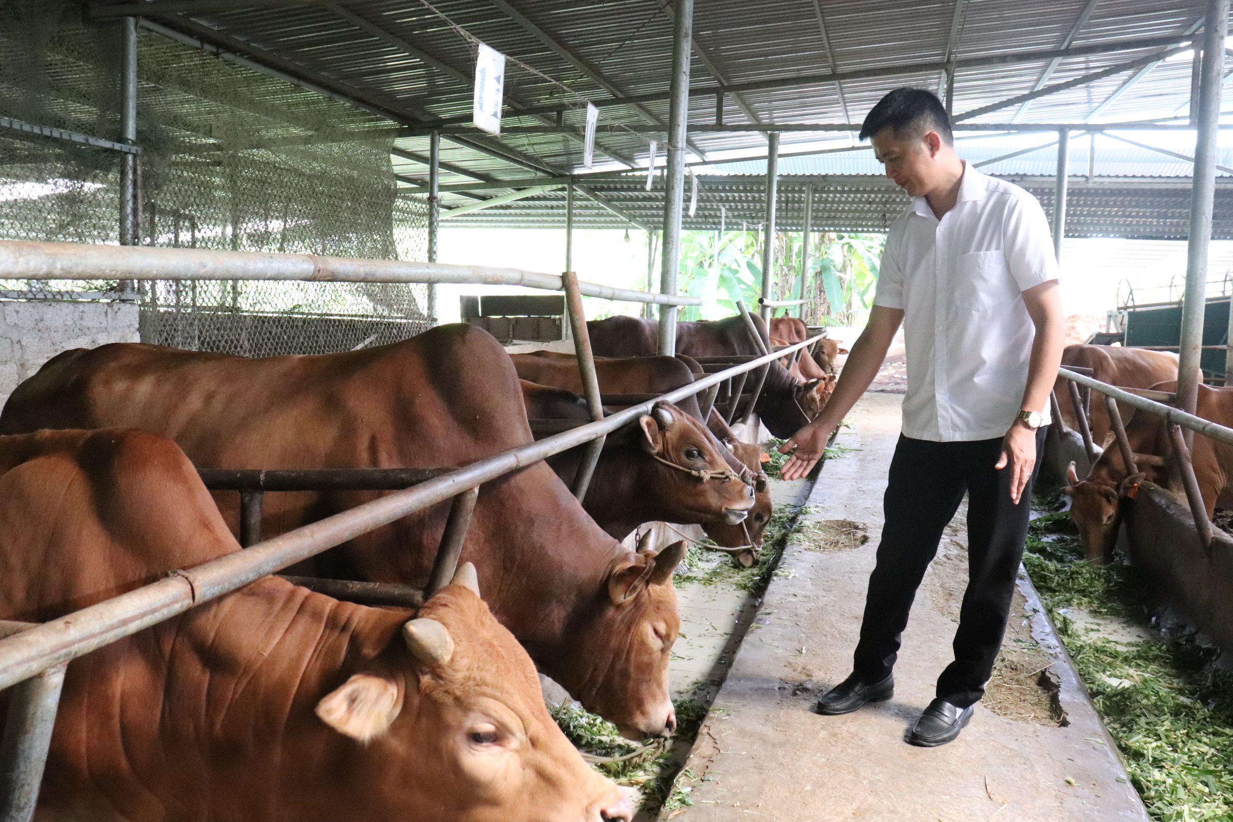 Hợp tác xã Cát Lý liên kết với người nông dân phát triển thương hiệu bò vàng Hà Giang - Ảnh 1.