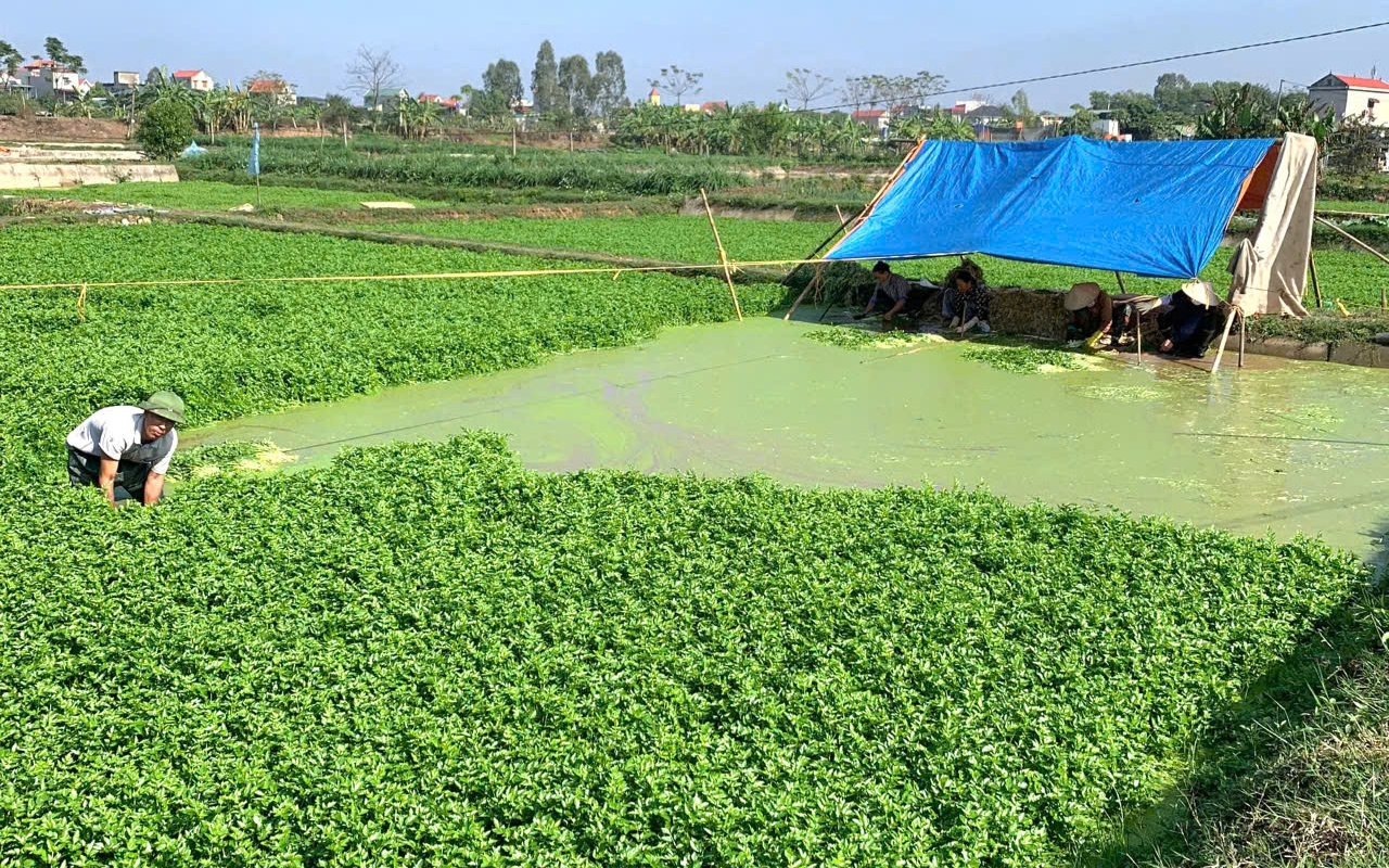 Trồng cây tốt um vặt lá nuôi con động vật "chuyển kiếp" này, một người Cao Bằng tự trả lương cao - Ảnh 4.