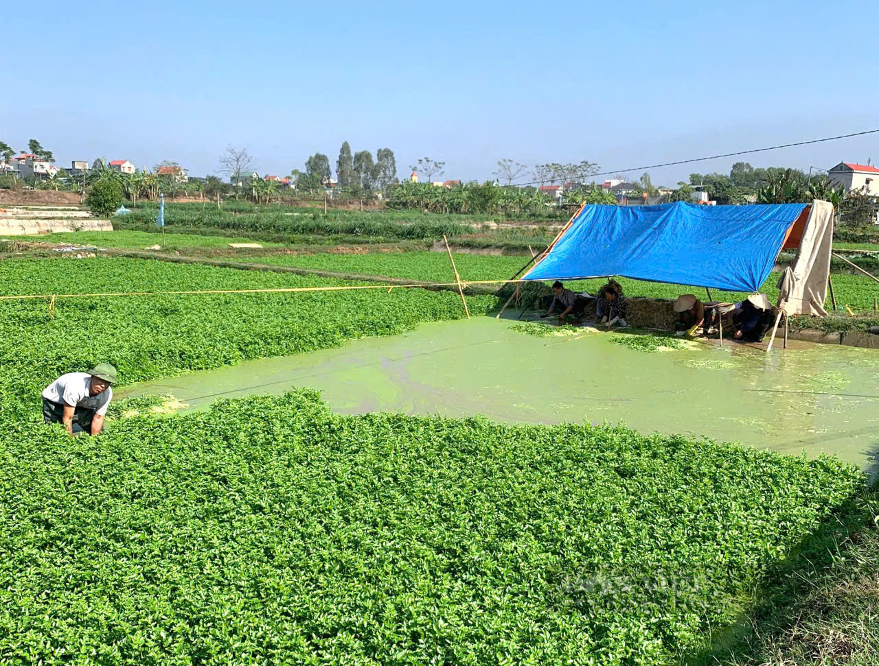 Ninh Bình: Rau cần Yên Hòa ăn vào giòn, ngọt được bảo hộ nhãn hiệu - Ảnh 1.