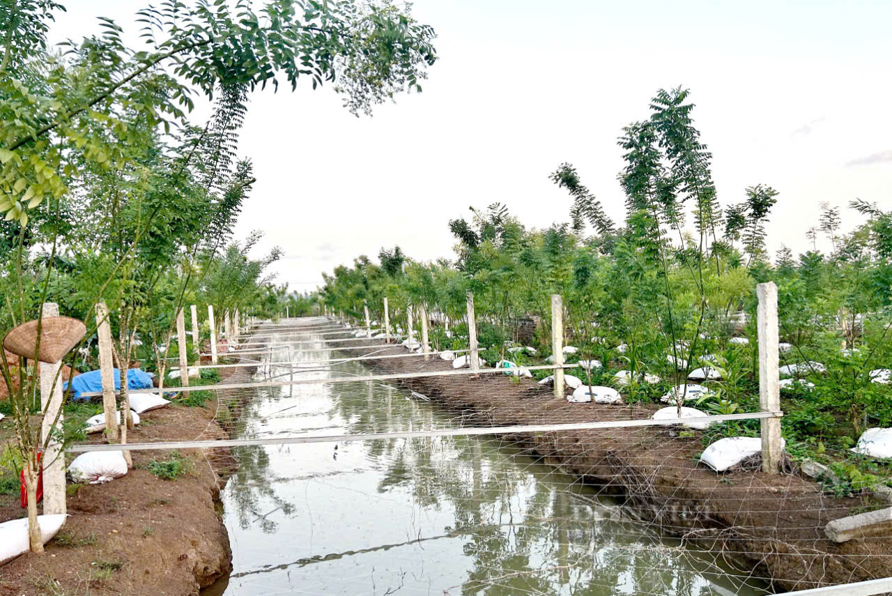 Trồng hoa hòe tốt um vườn, hái hoa, bẻ nụ phơi khô, một ông nông dân Ninh Bình bán giá nhà giàu- Ảnh 6.