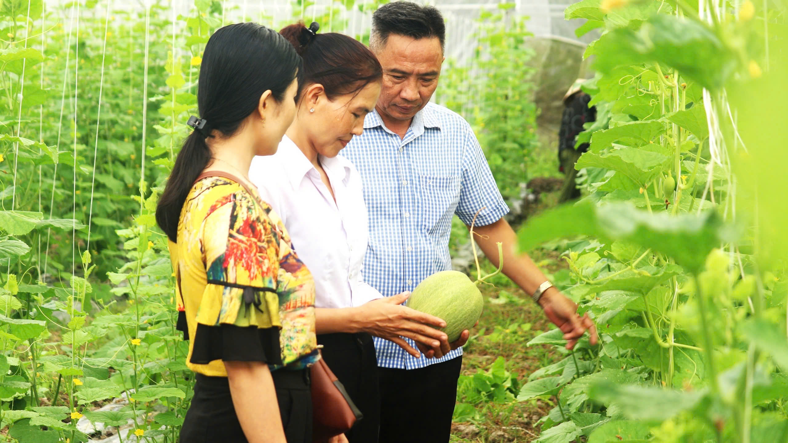 Xây nhà kính cho dưa lưới ở, nông dân vùng này ở Sóc Trăng bất ngờ khi dưa cho trái to bự, thu nhập cao - Ảnh 1.