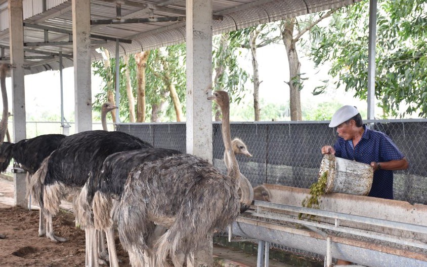 Nuôi la liệt chim trĩ là động vật hoang dã có tên trong sách Đỏ, một người Hà Tĩnh bán 6 triệu/cặp - Ảnh 10.