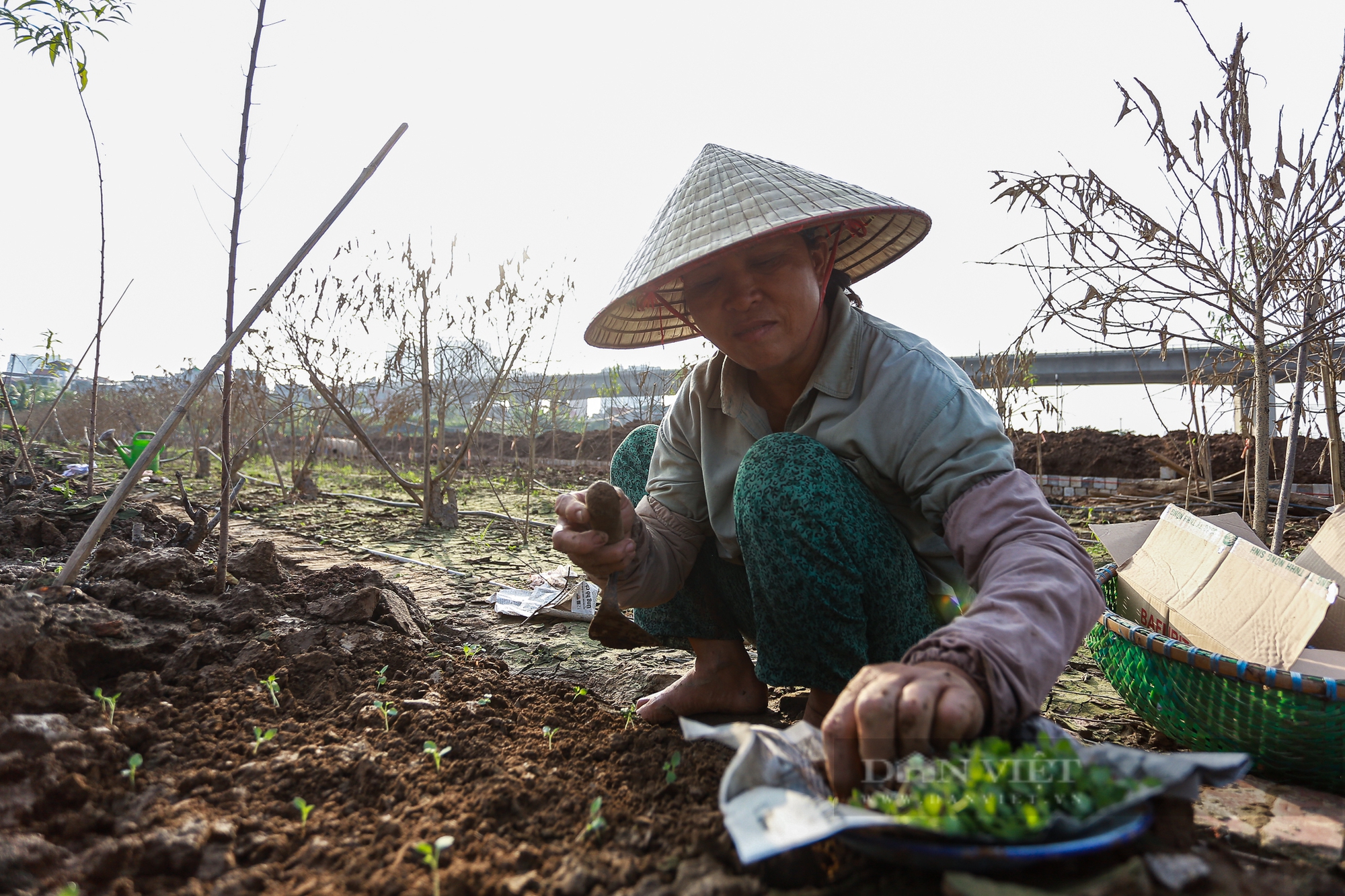 Người dân trồng đào ở Hà Nội chi hàng trăm triệu, nỗ lực hồi sinh vườn đào Tết sau ảnh hưởng của hoàn lưu bão - Ảnh 12.