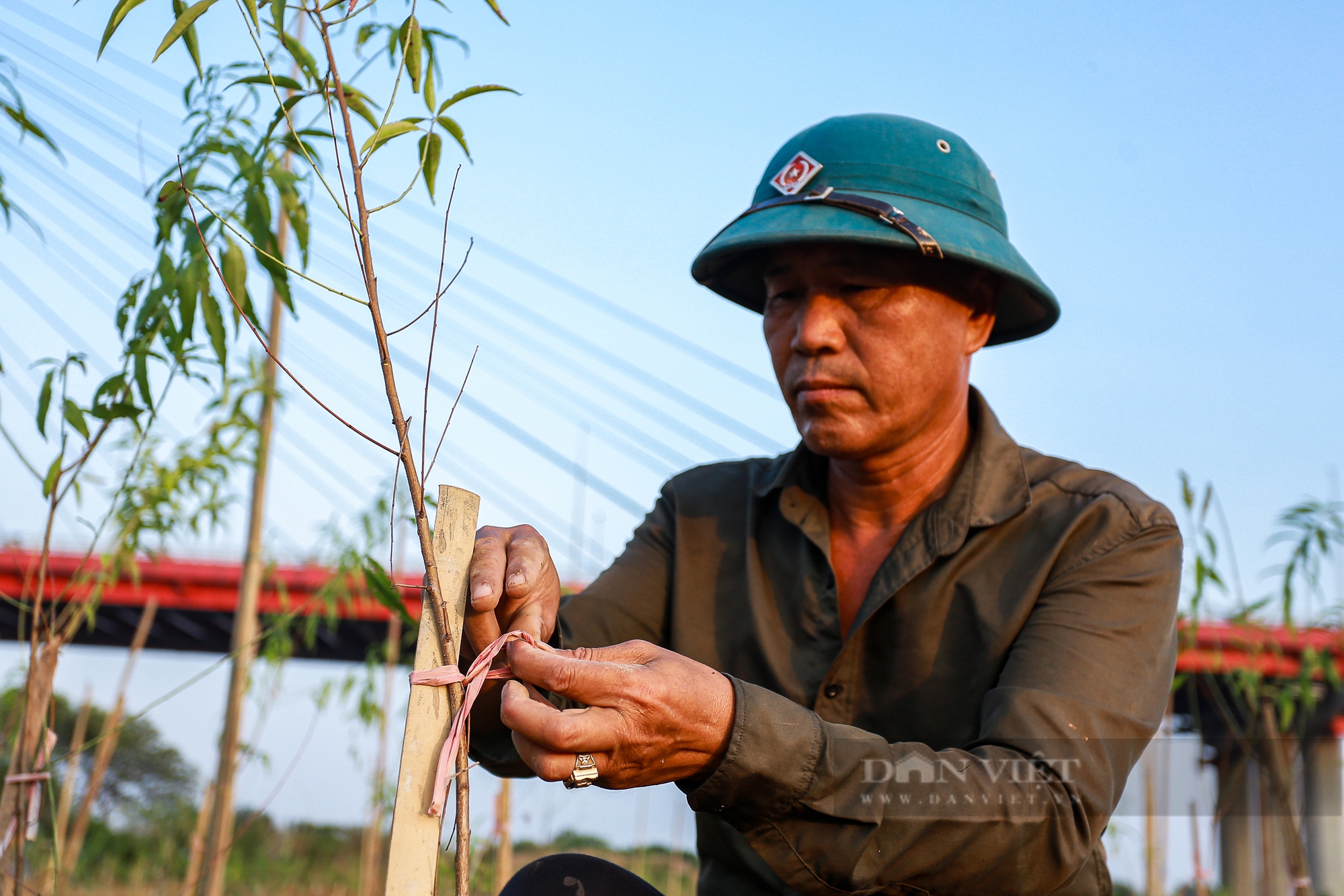 Người dân trồng đào ở Hà Nội chi hàng trăm triệu, nỗ lực hồi sinh vườn đào Tết sau ảnh hưởng của hoàn lưu bão - Ảnh 11.