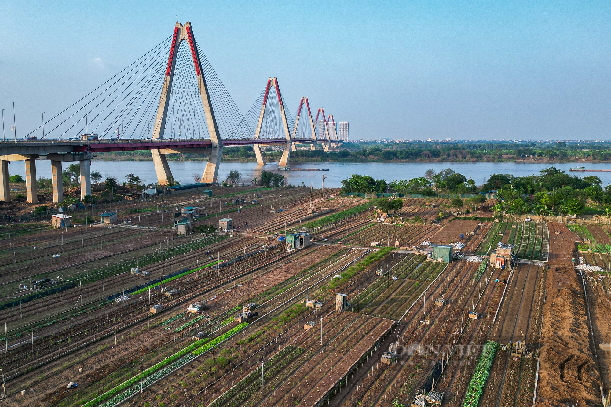 Người dân trồng đào ở Hà Nội chi hàng trăm triệu, nỗ lực hồi sinh vườn đào Tết sau ảnh hưởng của hoàn lưu bão - Ảnh 2.