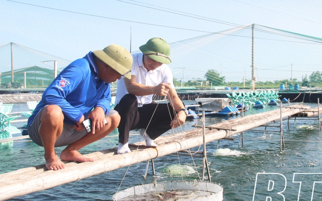 Giá cau tươi "lao dốc" ở đâu, chứ ở Hải Phòng dân vẫn bán 80.000 đồng/lkg, cả làng này phát tài? - Ảnh 4.