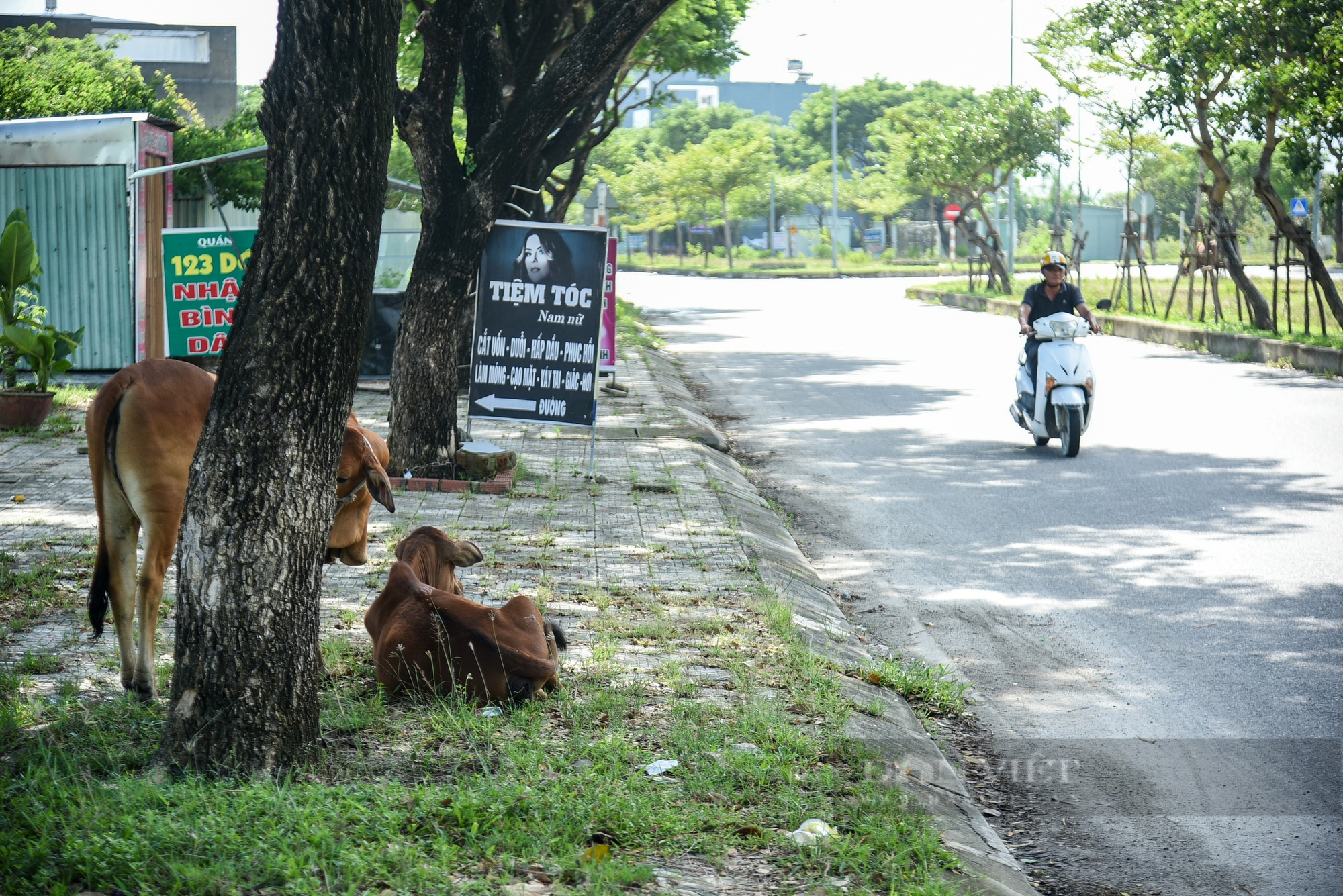 Đà Nẵng: Trâu bò vô tư diễu phố khiến người đi đường lo sốt vó- Ảnh 2.