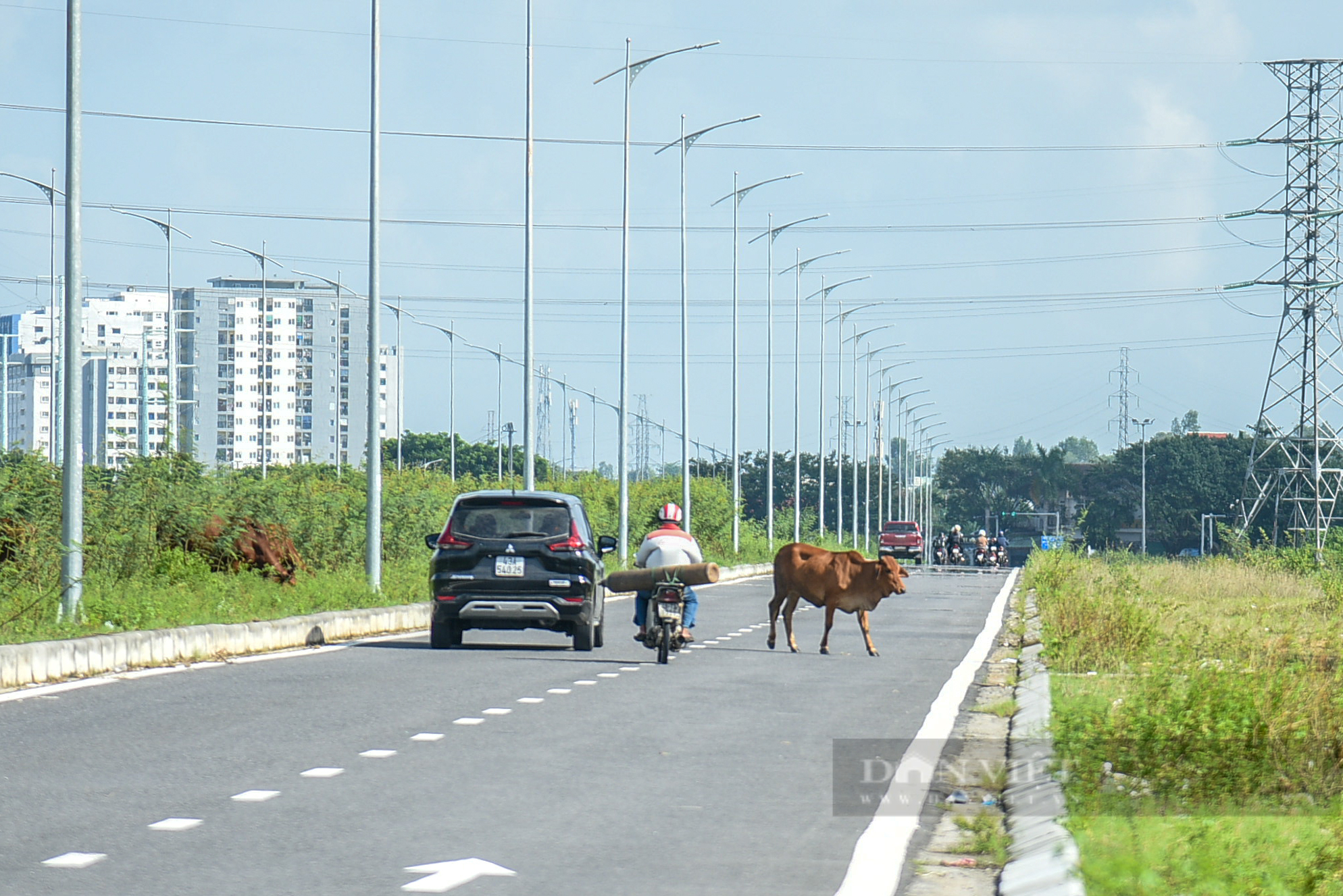 Đà Nẵng: Trâu bò vô tư "diễu" phố khiến người đi đường lo sốt vó- Ảnh 5.