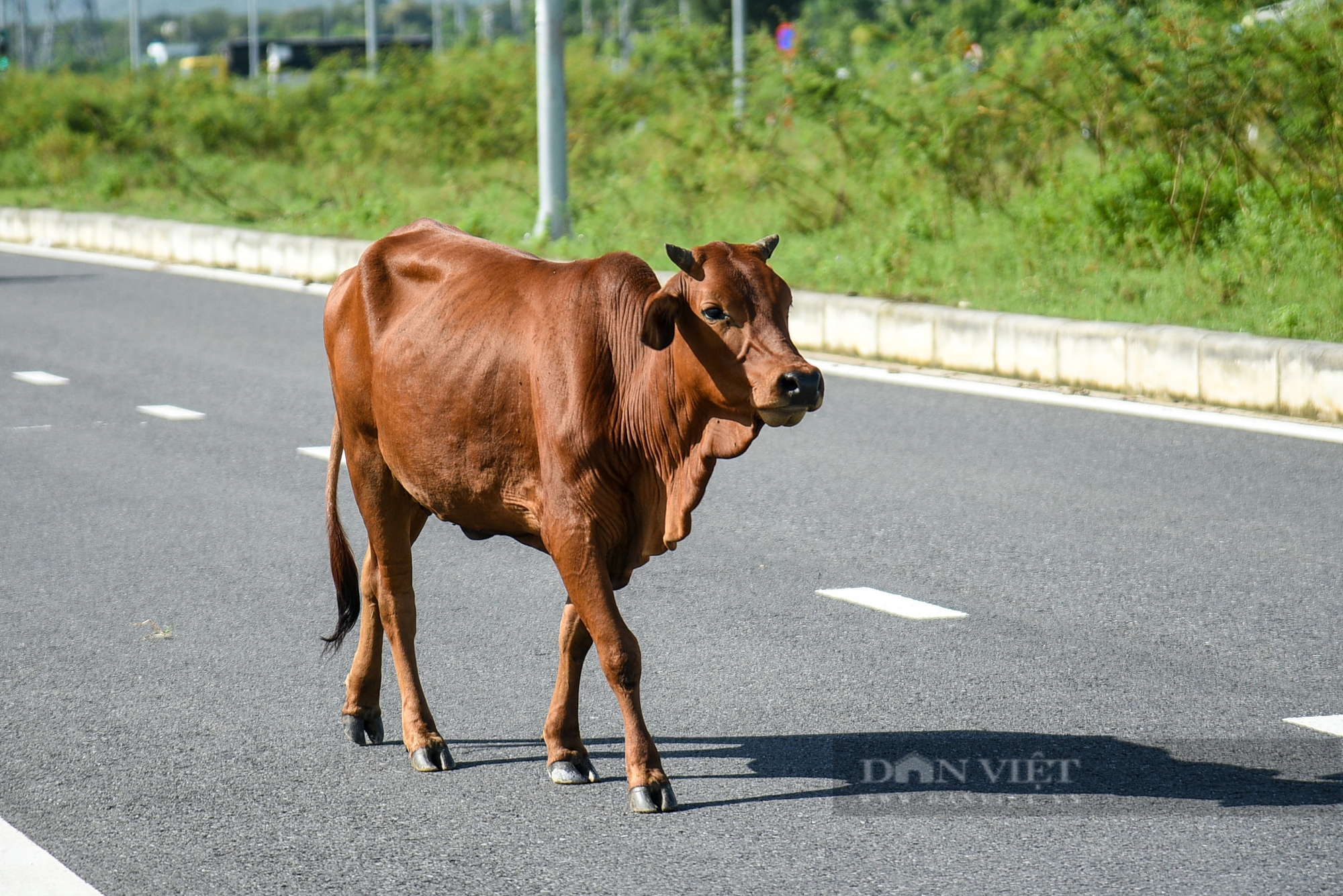 Đà Nẵng: Trâu bò vô tư diễu phố khiến người đi đường lo sốt vó- Ảnh 3.