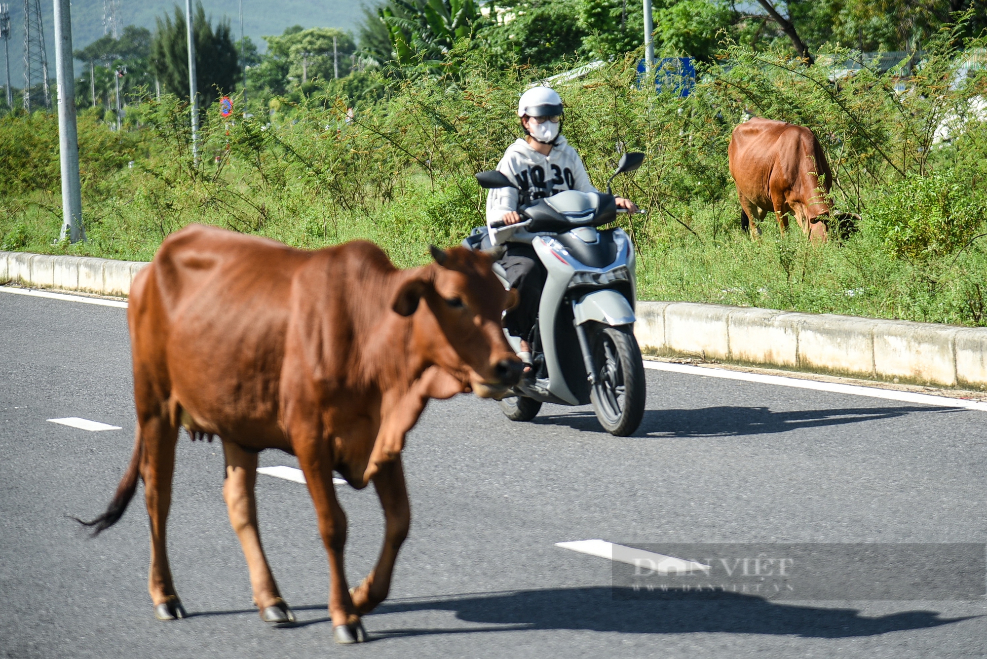 Đà Nẵng: Trâu bò vô tư diễu phố khiến người đi đường lo sốt vó- Ảnh 7.