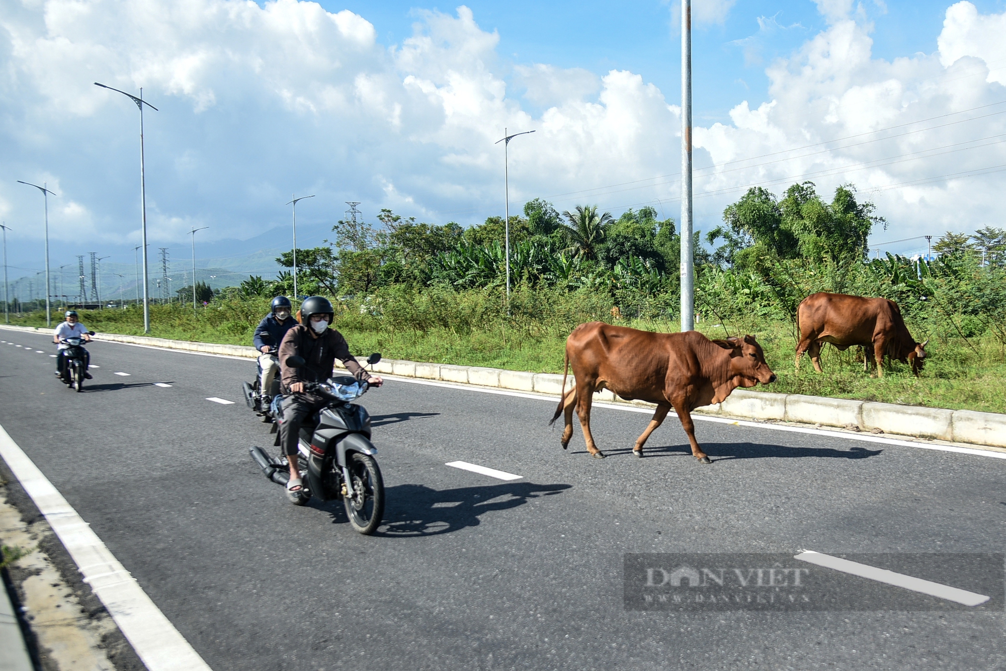 Đà Nẵng: Trâu bò vô tư "diễu" phố khiến người đi đường lo sốt vó- Ảnh 8.