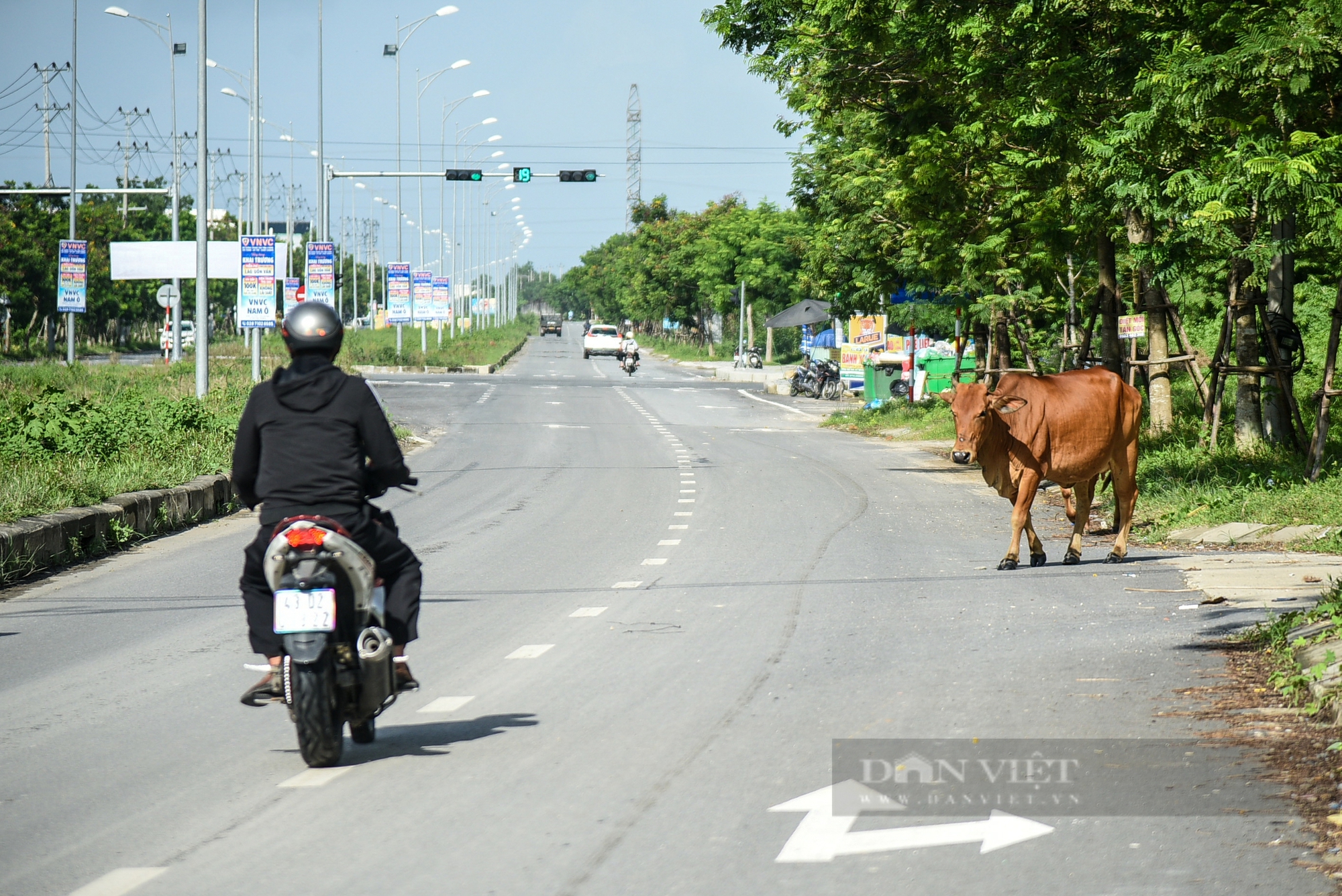 Đà Nẵng: Trâu bò vô tư "diễu" phố khiến người đi đường lo sốt vó- Ảnh 4.