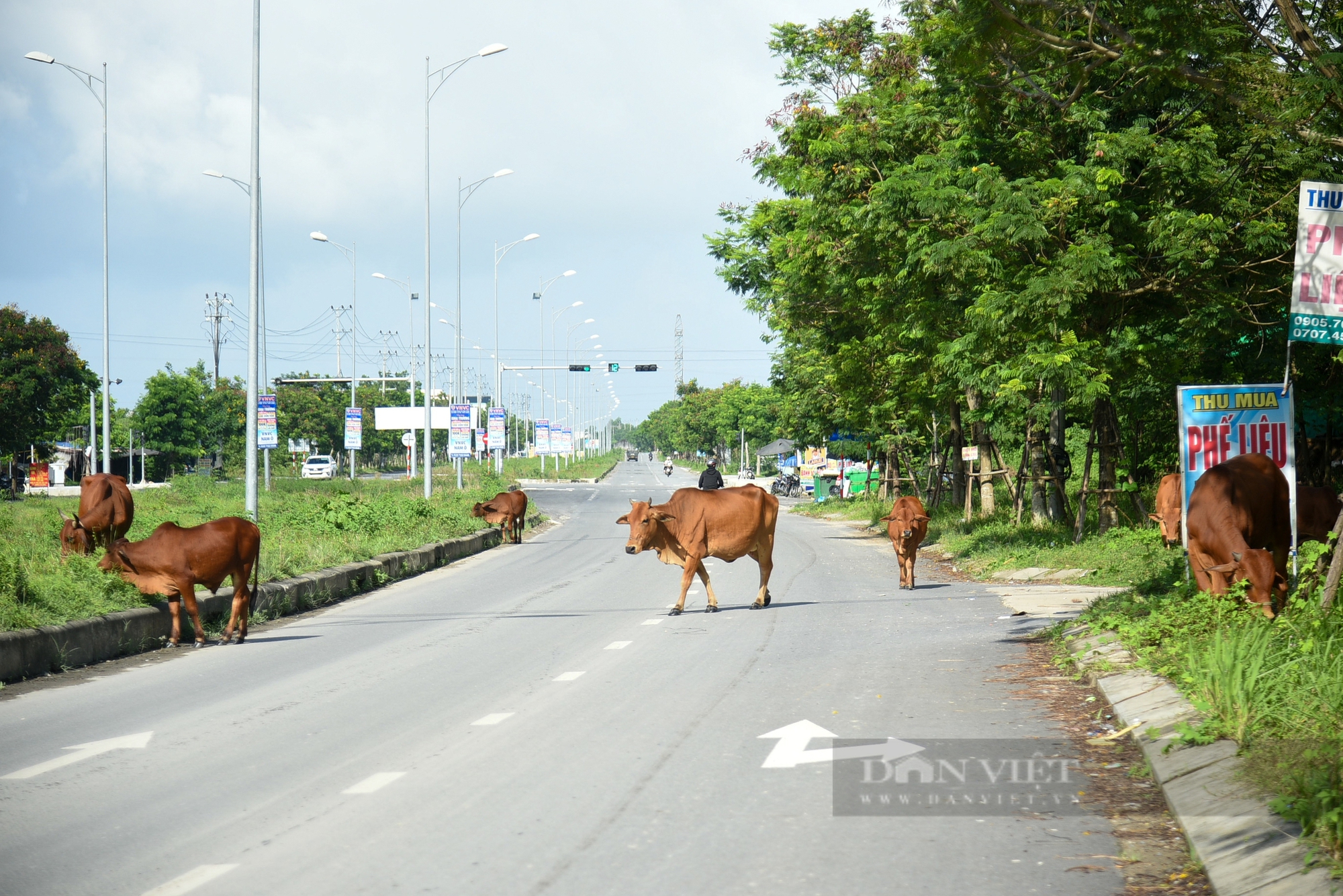 Đà Nẵng: Trâu bò vô tư diễu phố khiến người đi đường lo sốt vó- Ảnh 1.