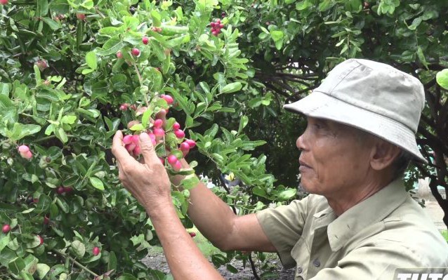 Giá cau tươi "lao dốc" ở đâu, chứ ở Hải Phòng dân vẫn bán 80.000 đồng/lkg, cả làng này phát tài? - Ảnh 8.