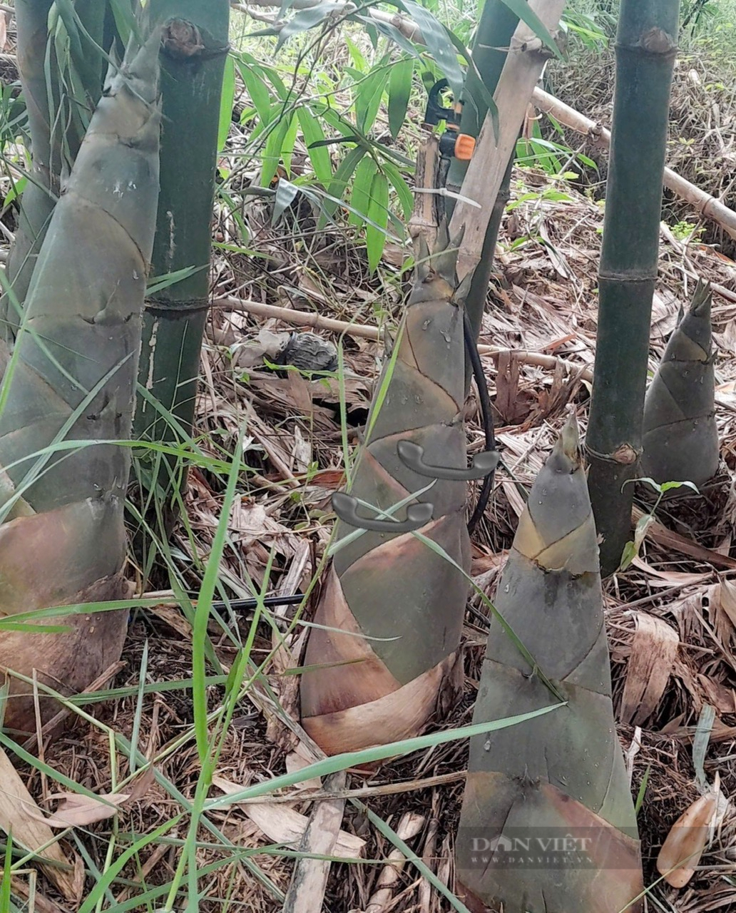 Trồng tre tứ quý lấy măng, đôi vợ chồng nông dân miền núi tỉnh Bình Thuận yên tâm thu tiền - Ảnh 3.