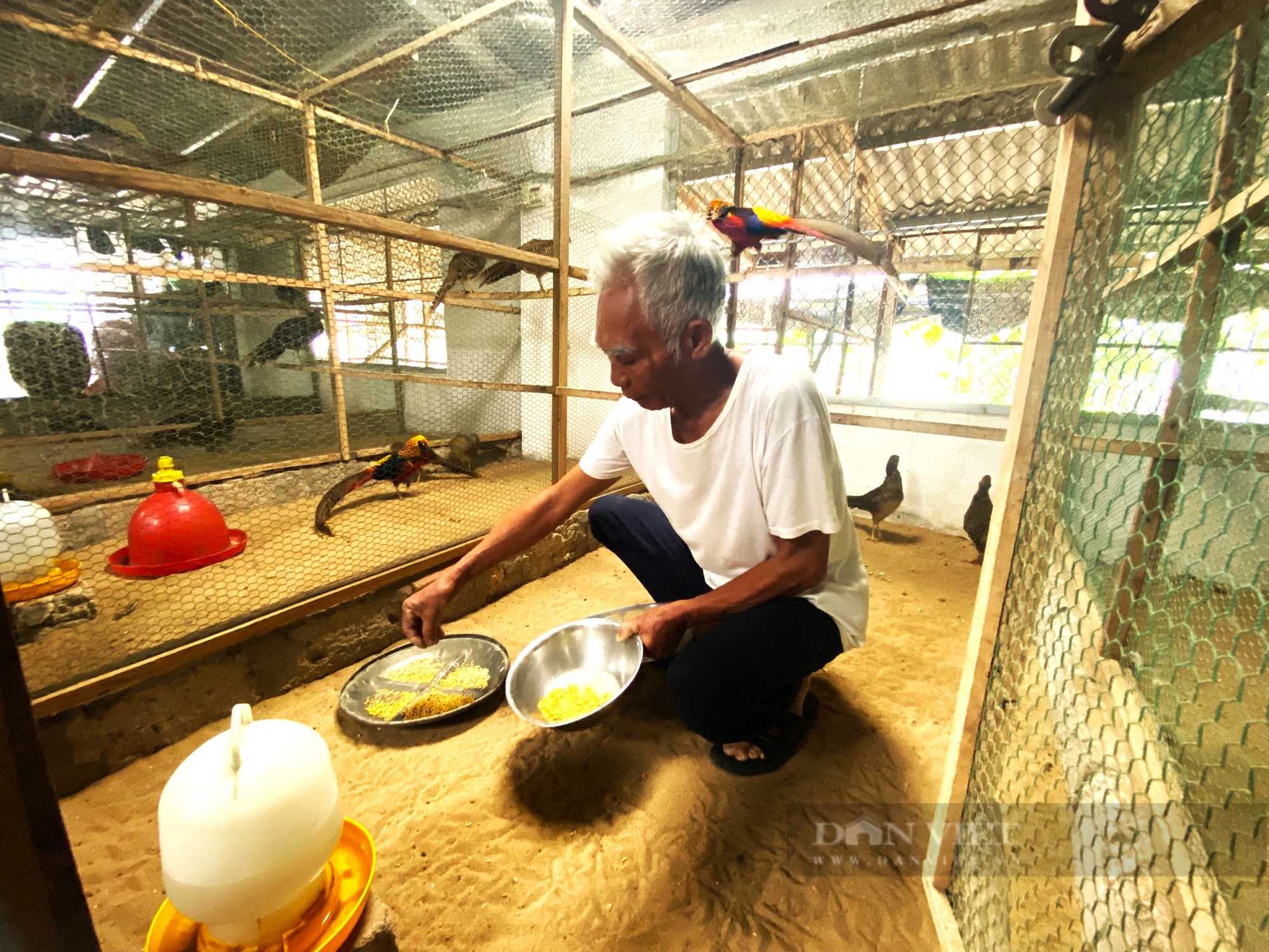 Nông dân Hà Tĩnh nuôi chim “quý tộc”, giá bán đắt đỏ, đút túi hàng trăm triệu đồng mỗi năm - Ảnh 4.