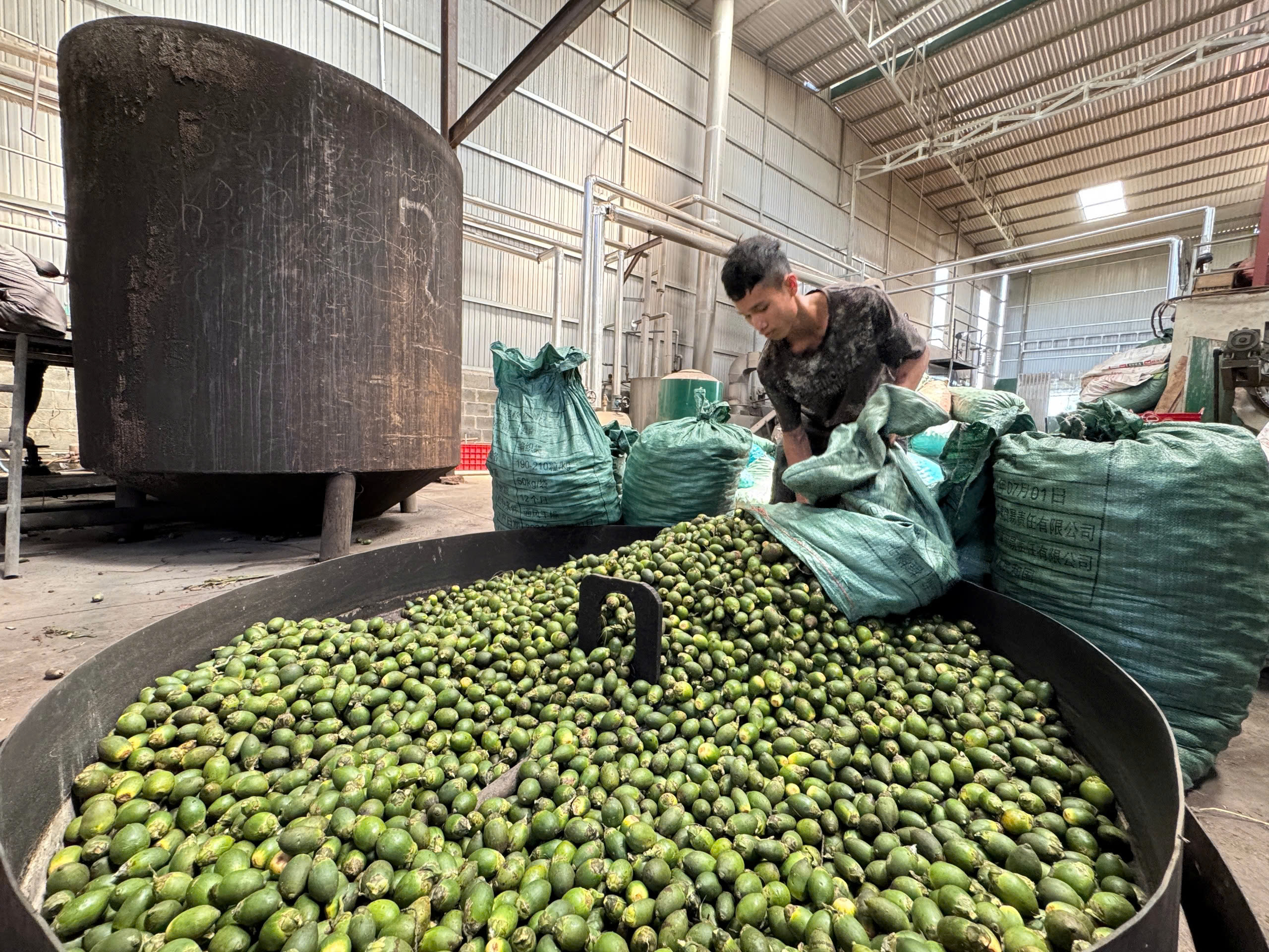 Giá cau bất ngờ "lao dốc", nhiều lò sấy ở Đắk Lắk ngừng thu mua, hoạt động cầm chừng - Ảnh 1.