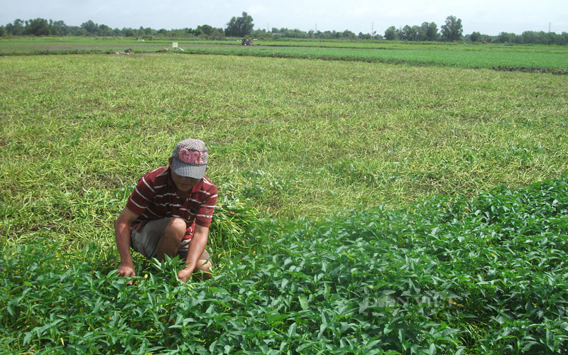 Nông dân vẫn chuộng trồng rau muống theo kinh nghiệm- Ảnh 1.