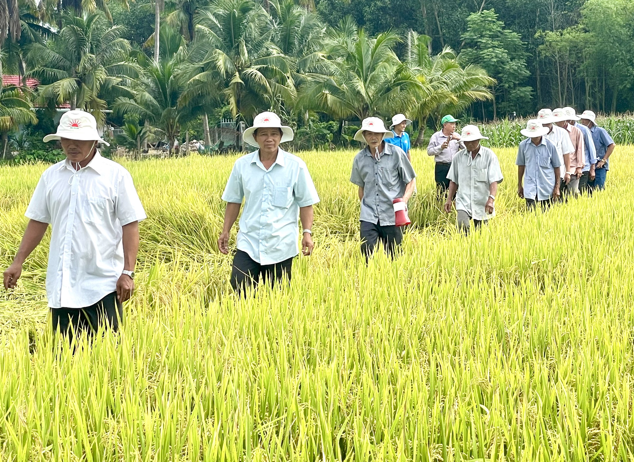 Duyên hải Nam Trung Bộ có năng suất lúa cao hơn 2 vùng lân cận - Ảnh 1.