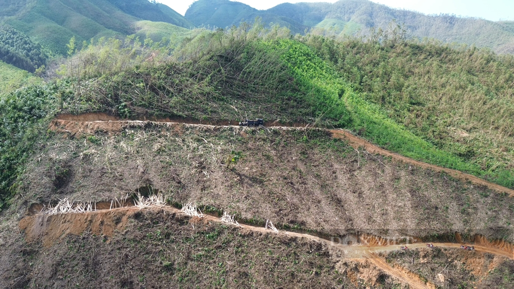 Hục hồi hàng trăm nghìn héc ta rừng sau bão ở Quảng Ninh bằng cách nào, không dễ trả lời- Ảnh 4.