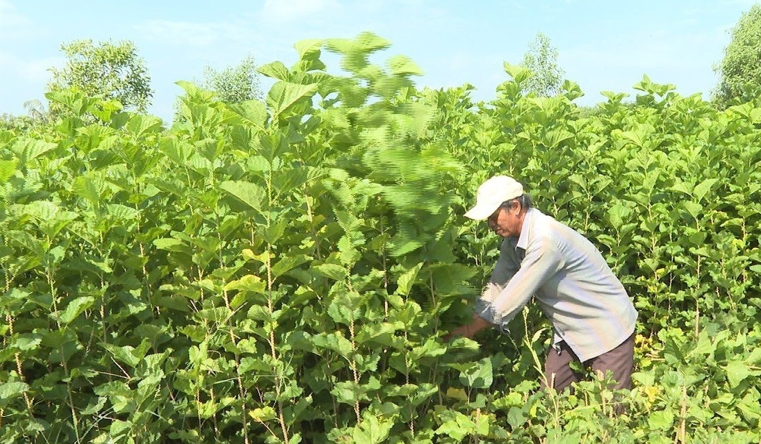 Bình Thuận: Quỹ hỗ trợ Trung ương Hội Nông dân giải ngân cho dự án"sản xuất lúa hữu cơ" - Ảnh 4.