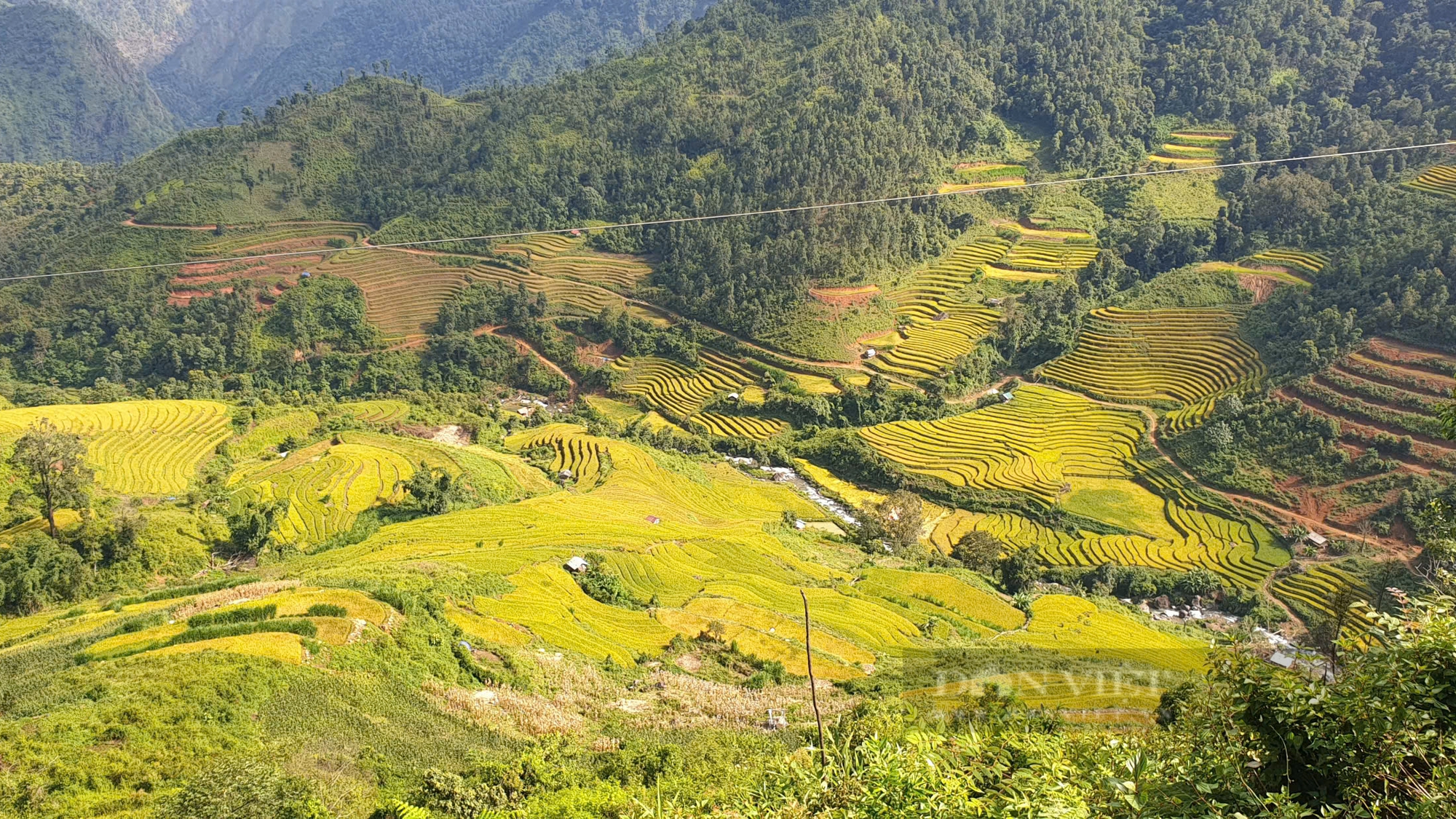 Nông dân tíu tít thu hoạch, gánh lúa, hứa hẹn một mùa vàng bội thu trên rẻo cao Sơn La- Ảnh 2.