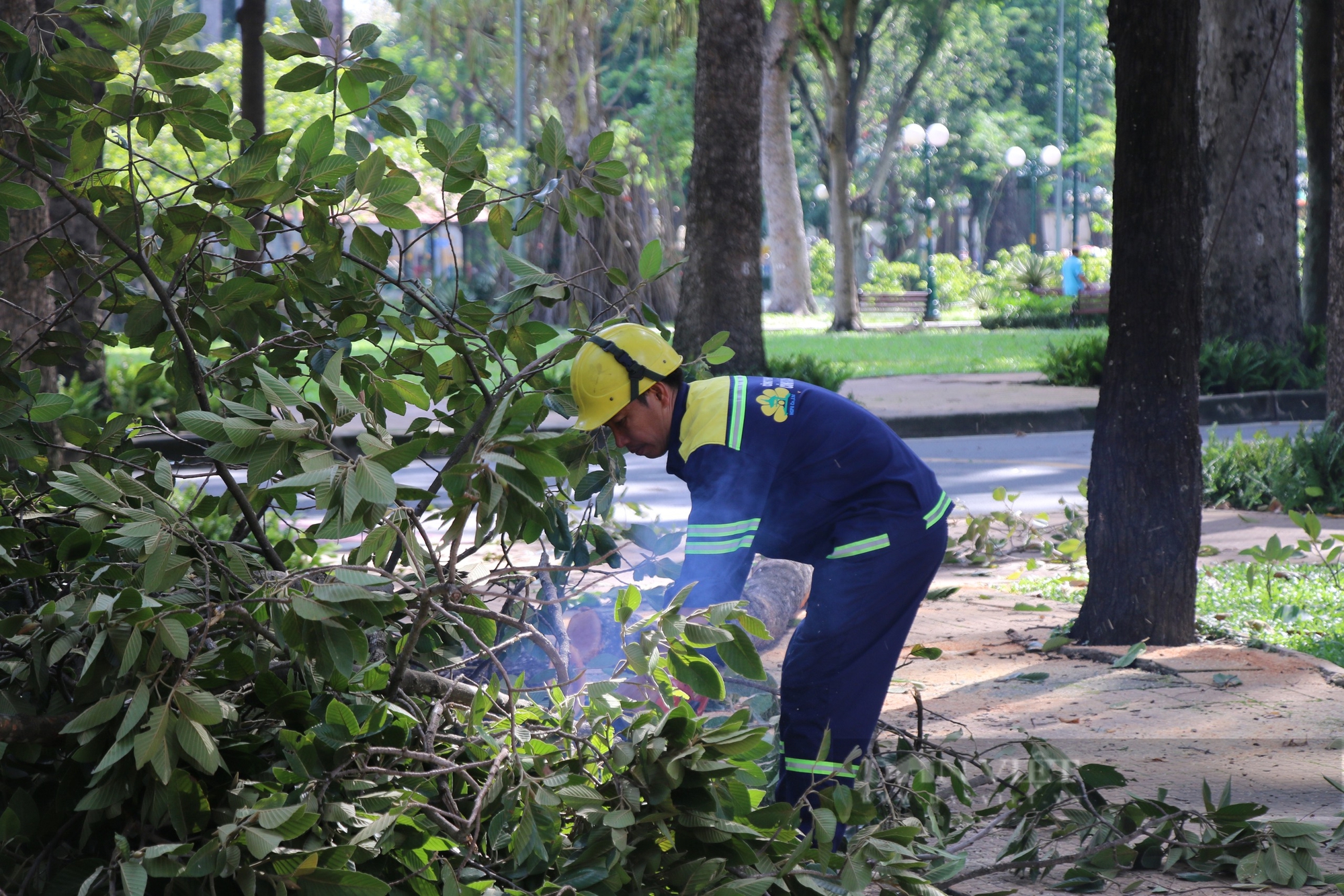 TP.HCM tổng kiểm tra, "khám bệnh" cây xanh, đường ngập- Ảnh 1.