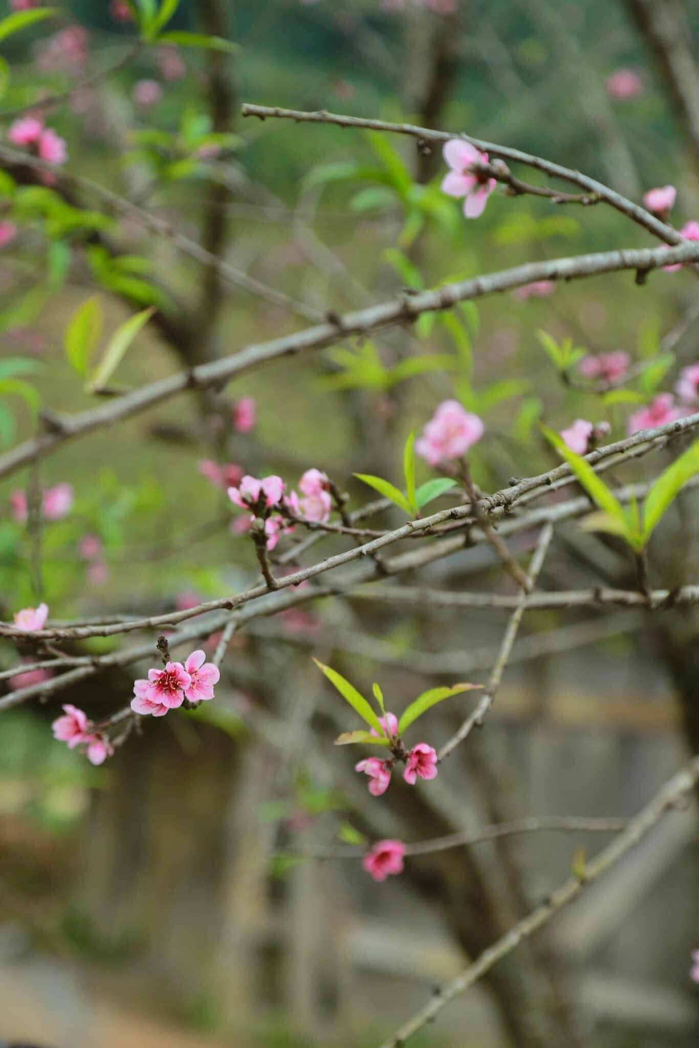 Ngỡ ngàng hoa đào bung nở rực rỡ giữa mùa thu ở Tà Xùa- Ảnh 3.