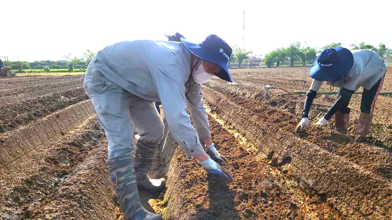 Ứng dụng công nghệ mới trong sản xuất khoai tây giúp nông dân các tỉnh phía Bắc nâng cao thu nhập- Ảnh 8.