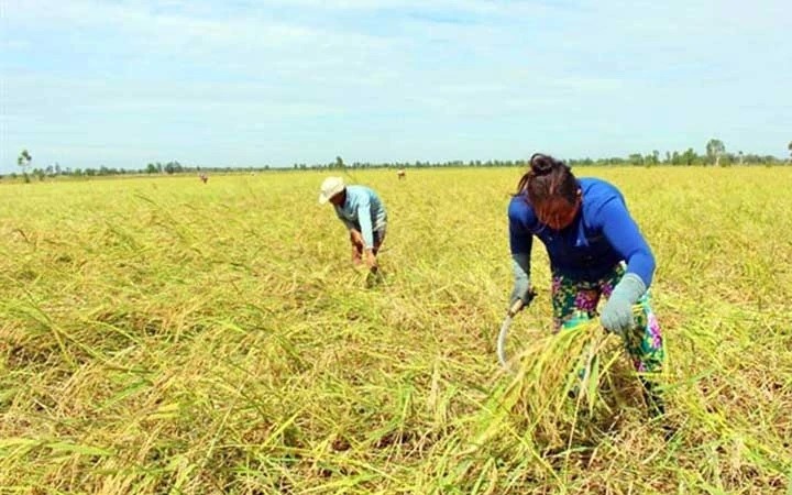 Nước son ở miền Tây là nước gì, sao hễ có nước son là cá bống trứng, loại cá đặc sản bơi đi đẻ? - Ảnh 1.