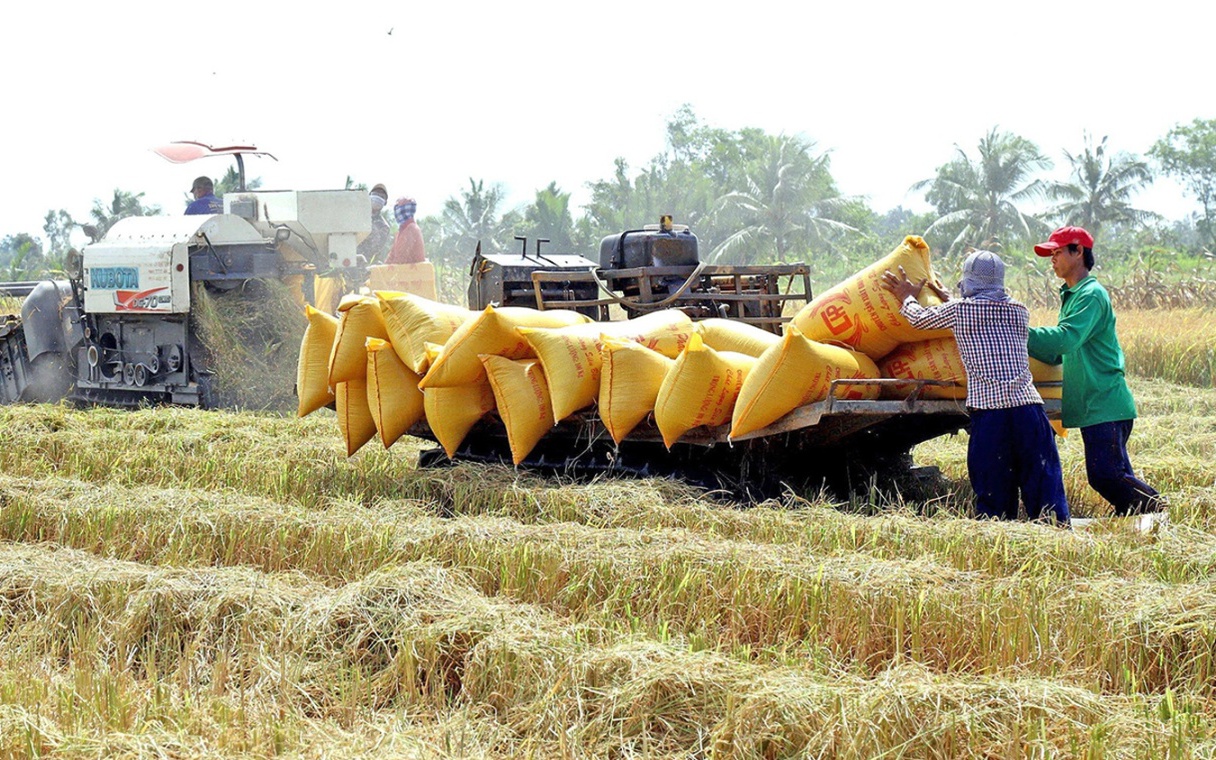 Những đổi thay sau Hội nghị Thủ tướng đối thoại với Nông dân 2023: Niềm hứng khởi từ Đề án 1 triệu ha lúa - Ảnh 2.