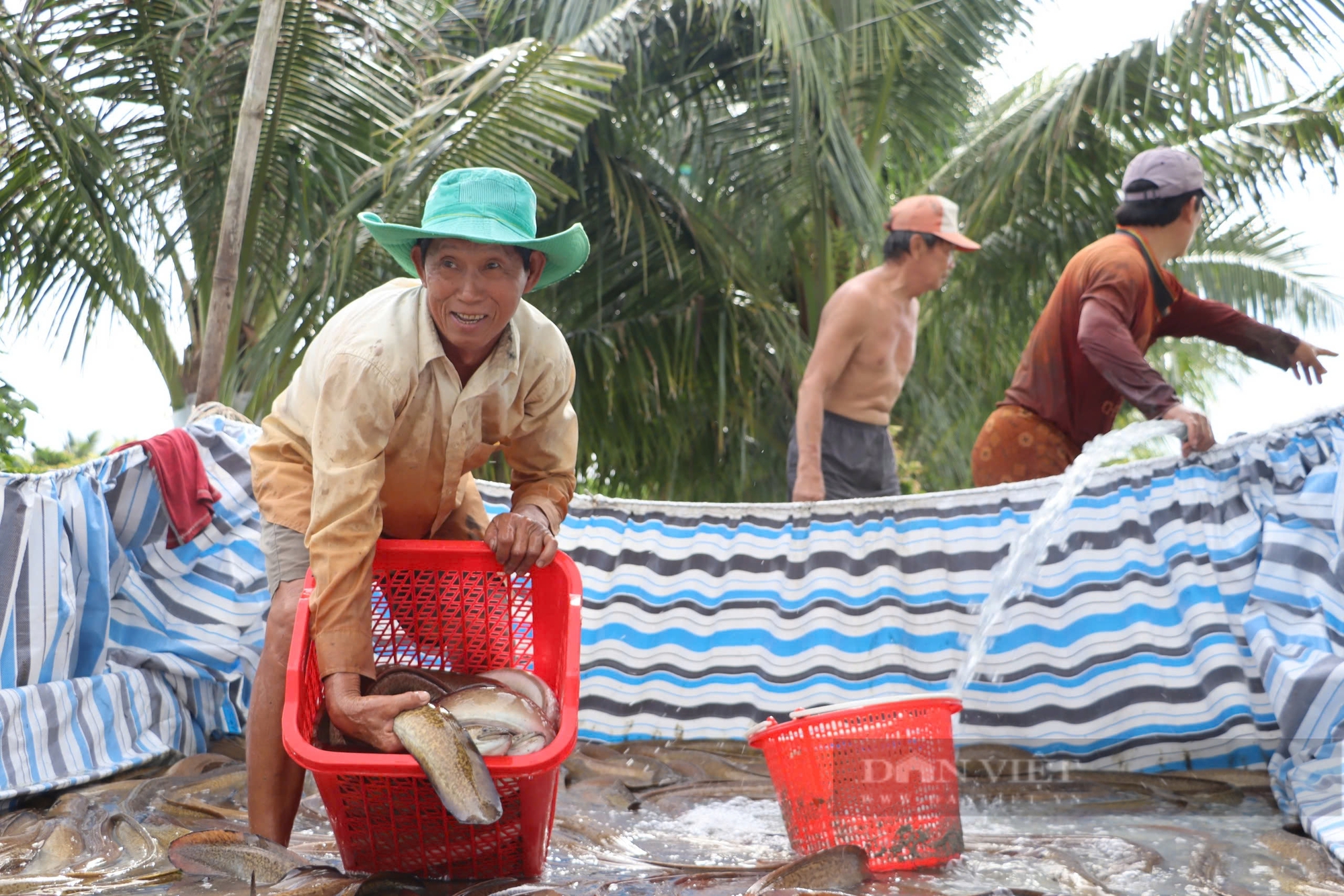 Cận cảnh xem nông dân xuất sắc Việt Nam năm 2024 ở Cà Mau bắt cá chình to bự, thu lãi nửa tỷ đồng - Ảnh 1.