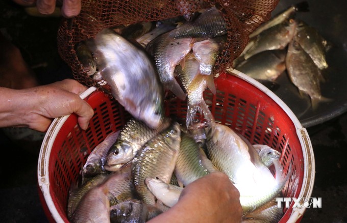 Chợ ma Tha La ở An Giang họp nửa đêm, trên trời tối om, dưới la liệt cá đồng ngon dưới ánh đèn pin- Ảnh 2.