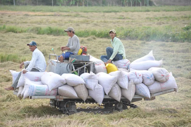 Ấn Độ nới lỏng xuất khẩu gạo, Doanh nghiệp Việt cần chủ động điều chỉnh chiến lược để duy trì vị thế - Ảnh 1.