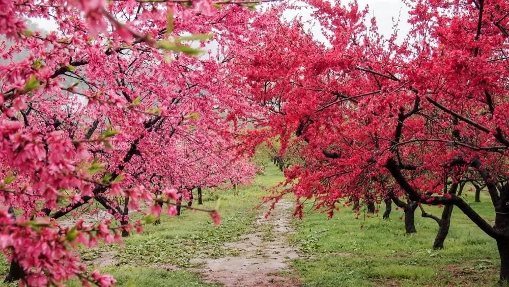 Người xưa dặn: "Trồng cây cát tường, xua đuổi tà ma, thu hút điềm lành, trấn trạch, an gia" - Ảnh 12.