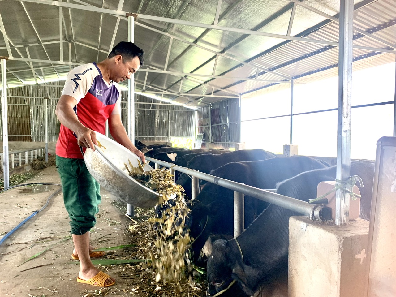 Những công trình từ nỗ lực của nông dân Đắk Lắk: Xây cầu, “gom nắng” thắp sáng đường quê, liên kết sản xuất nông nghiệp… - Ảnh 6.